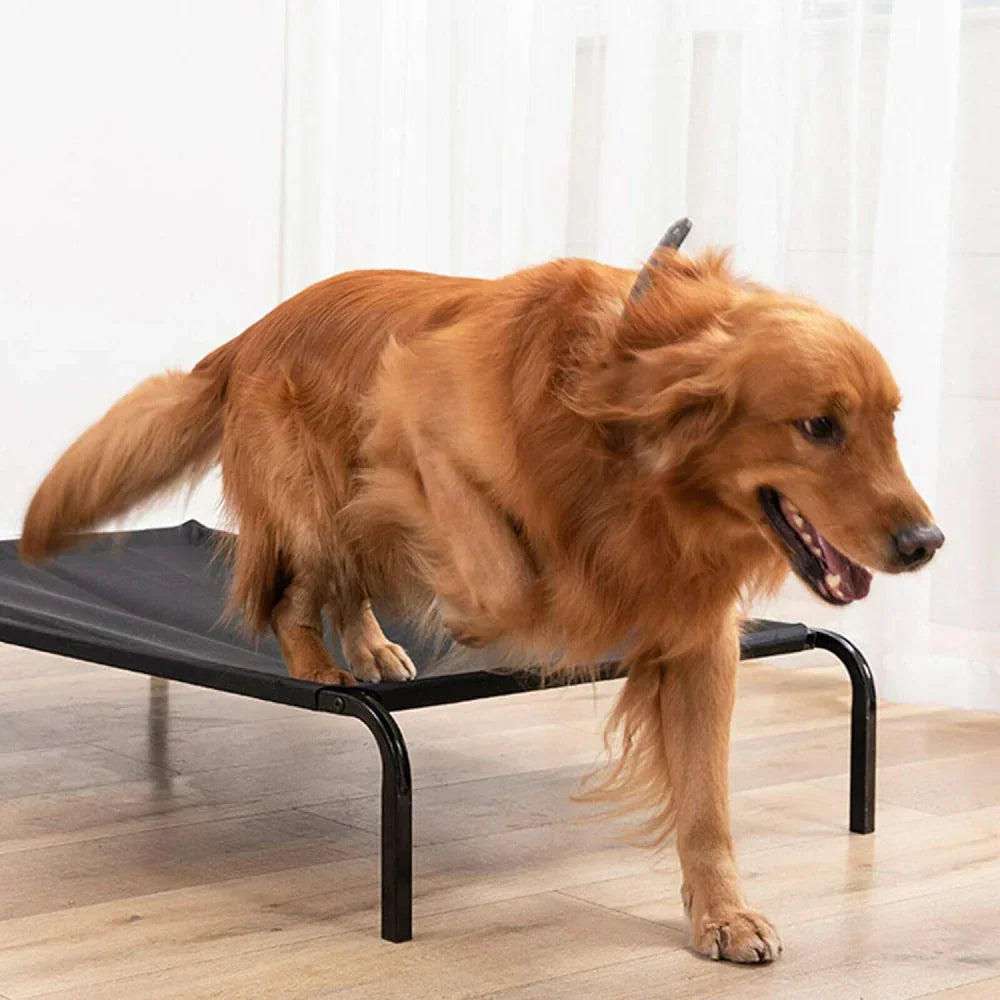 Best Elevated Dog Bed | Raised Pet Cot for Comfort & Cooling