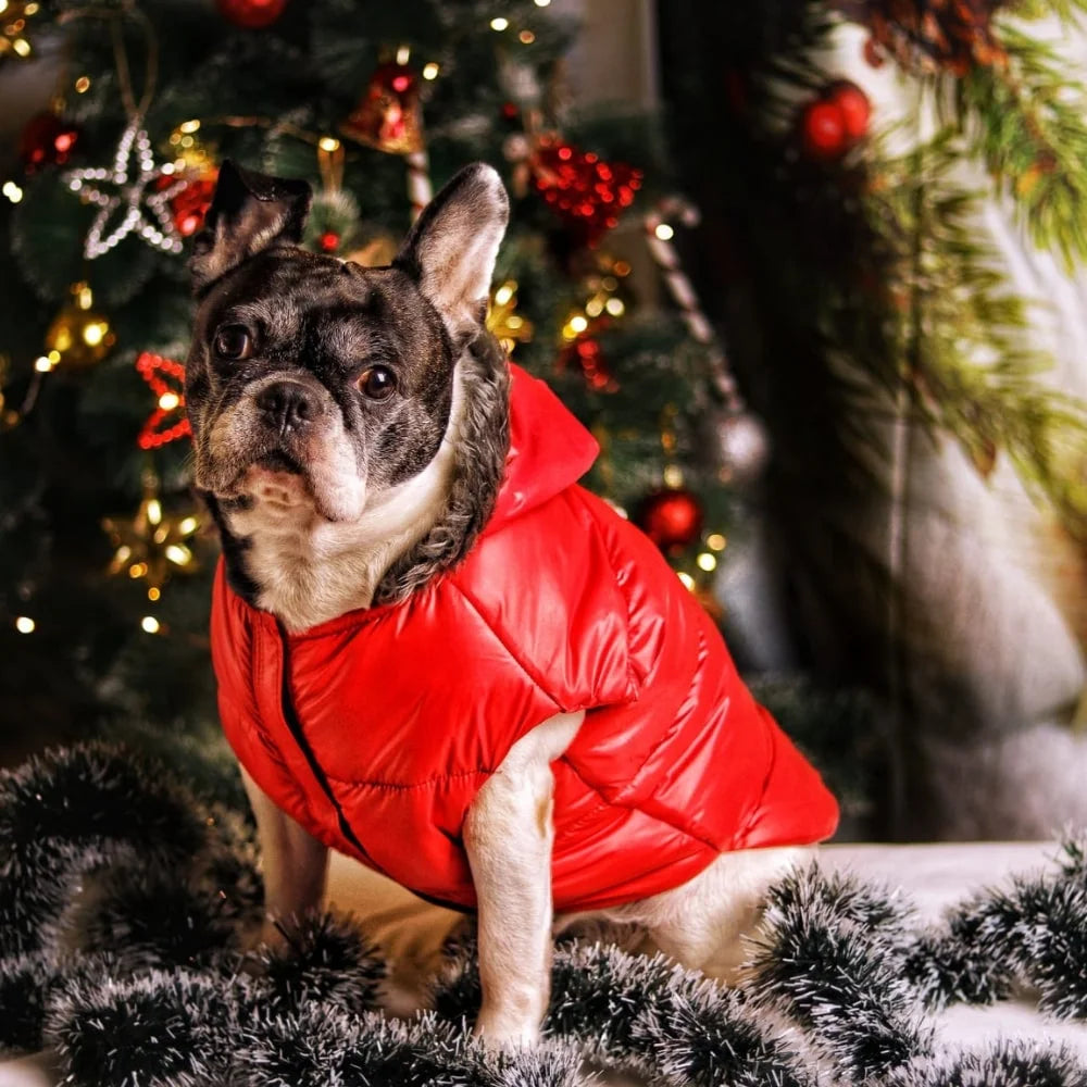 Buy Now: The Perfect Jackets and Coats to Keep Your Dog Snug
