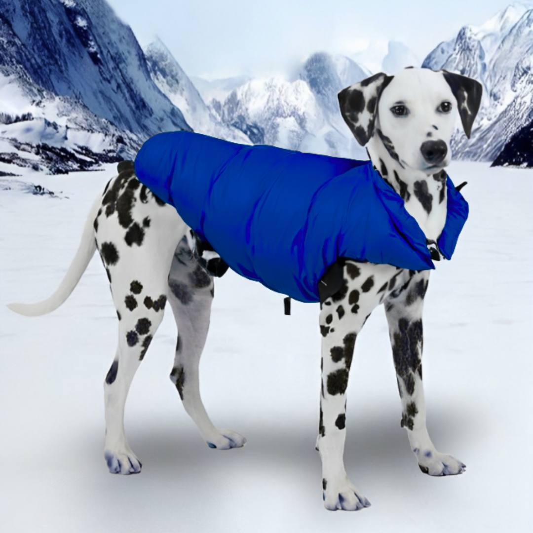 Buy Now: The Perfect Jackets and Coats to Keep Your Dog Snug
