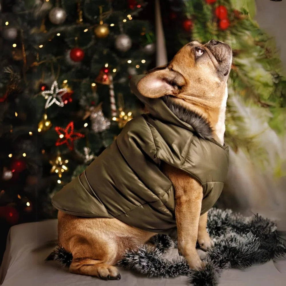 Buy Now: The Perfect Jackets and Coats to Keep Your Dog Snug