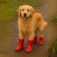 Dog Shoes for All Seasons – Waterproof, Anti-Slip, Comfortable Paw Protection ( Red )